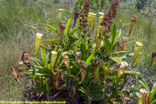 pitcher plants